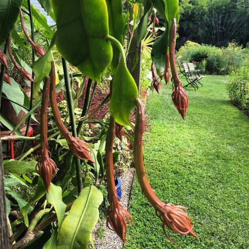 Close-up of green leaves with elongated, bulbous flower buds hanging, set in a lush garden with a pathway and chairs.