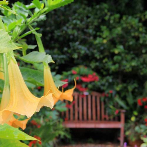 A close-up of yellow trumpet-shaped flowers with lush green foliage and a wooden bench in the background.
