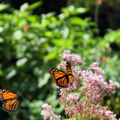Two monarch butterflies flutter around pink flowers in a lush green garden.