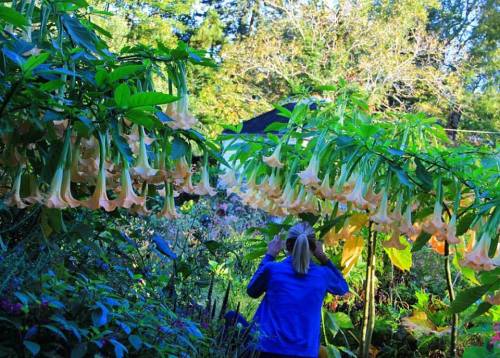 A person in a blue jacket admires large, hanging trumpet-shaped flowers in a lush garden.