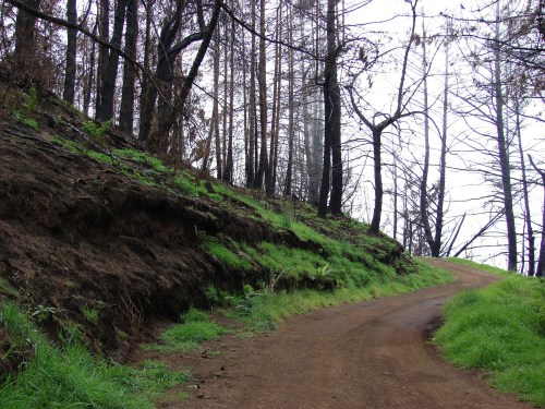 A dirt road winds through a forest with charred trees and new green growth after a wildfire.