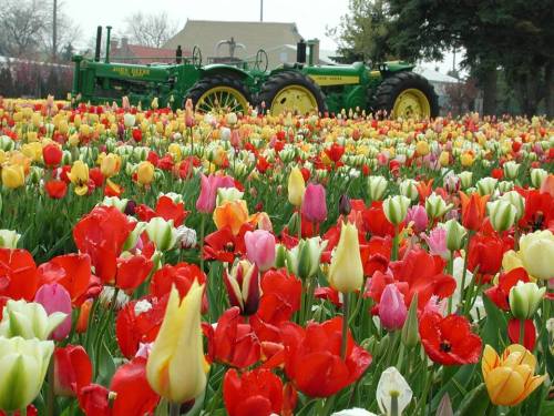 A vibrant field of tulips in various colors with a green vintage tractor in the background.