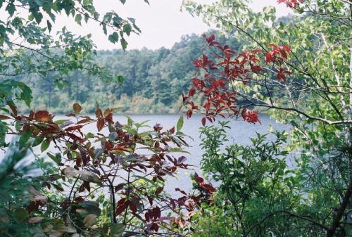 A serene lake surrounded by lush greenery and vibrant red leaves, reflecting a peaceful natural setting.