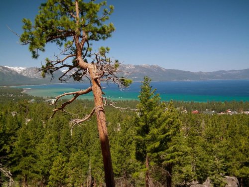 A scenic view of Lake Tahoe, featuring a foreground of pine trees and a vibrant blue lake surrounded by mountains.