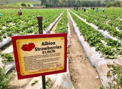 A field of strawberry plants with a sign about Albion strawberries priced at $1.99/lb, and people picking in the background.