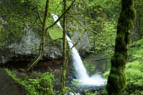 A serene waterfall cascades down a moss-covered cliff, surrounded by lush green trees and foliage.