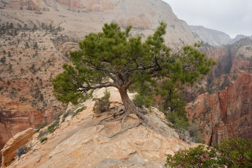 A solitary tree grows on a rocky outcrop, surrounded by steep canyon walls and a cloudy sky in a mountainous landscape.