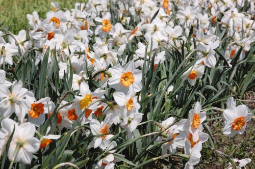 A field of white daffodils with orange centers, surrounded by green leaves under bright sunlight.