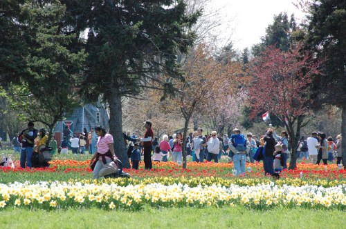 A vibrant park scene with people enjoying a field of colorful tulips and daffodils on a sunny day.