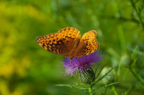 A vibrant orange butterfly with black spots perched on a purple thistle flower against a green background.