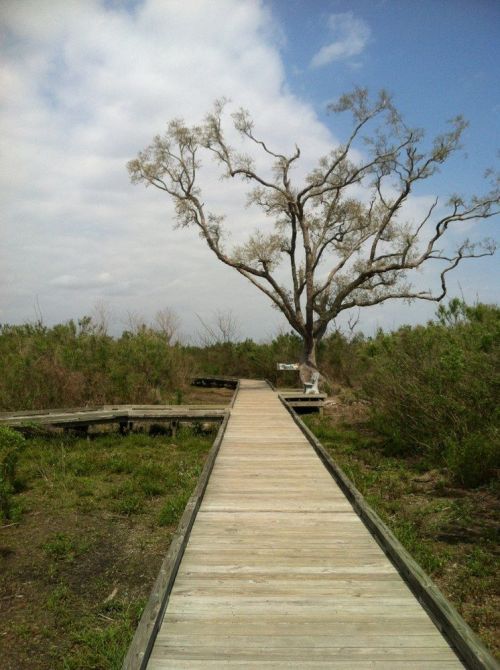 A wooden boardwalk leads through lush greenery, with a solitary tree standing against a cloudy sky.