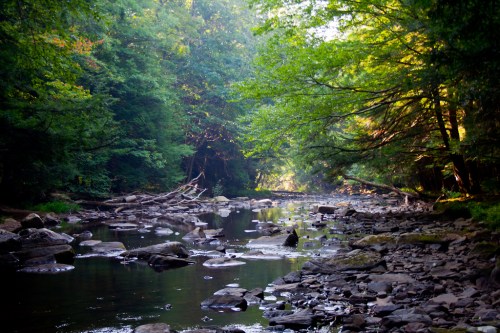 A serene river flows through a lush green forest, with rocks and fallen branches lining the water's edge.