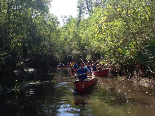 A group of people paddling red canoes through a lush, green mangrove forest on a sunny day.