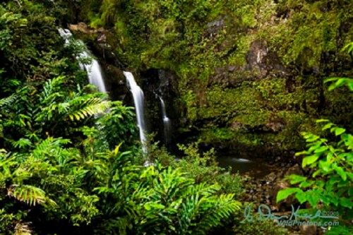 A serene waterfall cascades down rocky cliffs, surrounded by lush green foliage and vibrant plants.
