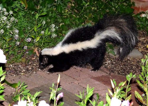 A skunk with a distinctive white stripe walks through a garden surrounded by flowers and greenery at night.