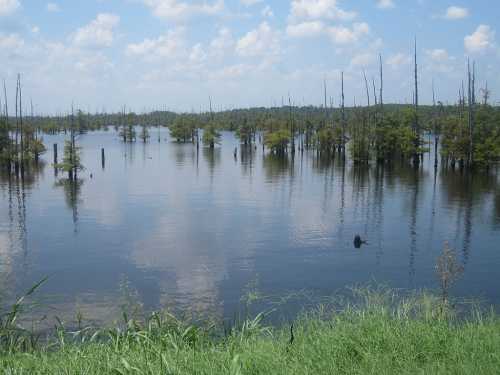 A serene wetland scene with still water, tall trees, and lush greenery under a blue sky with scattered clouds.