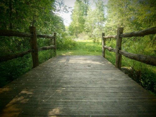 A wooden bridge leads into a lush green forest, surrounded by trees and vibrant foliage.