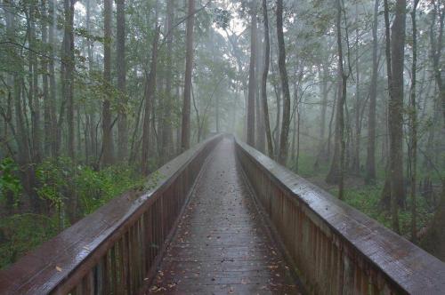 A wooden boardwalk stretches through a misty forest, surrounded by lush greenery and tall trees.