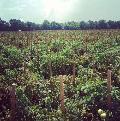 A lush field of tomato plants supported by wooden stakes under a cloudy sky.