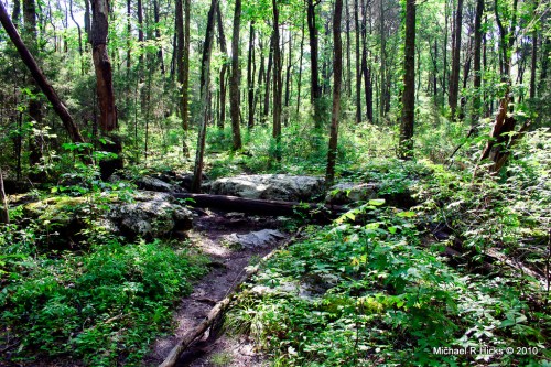 A lush green forest with tall trees, rocks, and a small path winding through the underbrush.