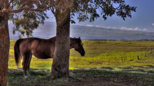 A brown horse stands beside a tree in a lush green field with rolling hills in the background.