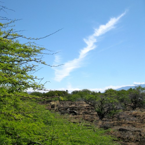 alt
