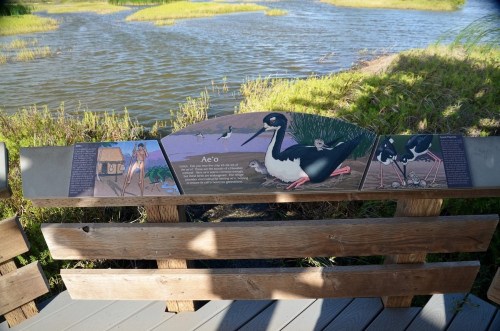 Informational sign about Ae'o (Hawaiian stilt) with illustrations, set near a wetland area.