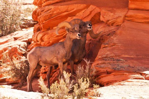 Two bighorn sheep stand near red rock formations, surrounded by sparse vegetation.