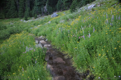 A serene landscape featuring a small stream winding through a vibrant meadow filled with wildflowers and greenery.