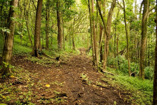 A winding dirt path through a lush green forest, surrounded by tall trees and dense foliage.