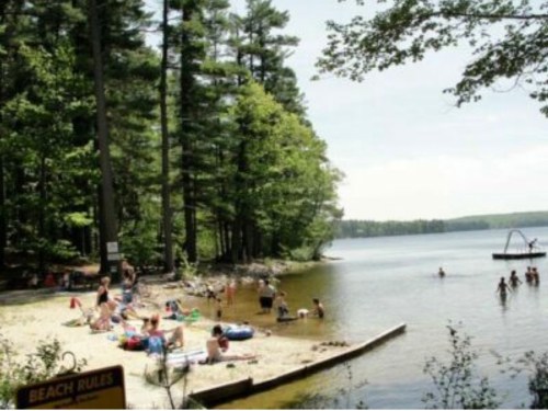 A sandy beach by a lake, with people swimming and relaxing under tall trees on a sunny day.
