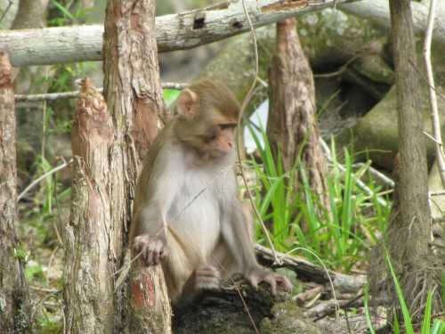 A monkey sitting among trees and grass, looking contemplative in a natural setting.