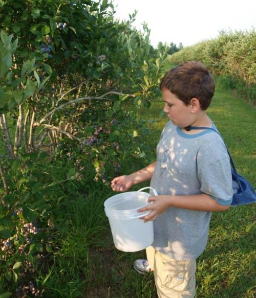 A child picks blueberries in a field, holding a white bucket and focused on gathering fruit from the bushes.