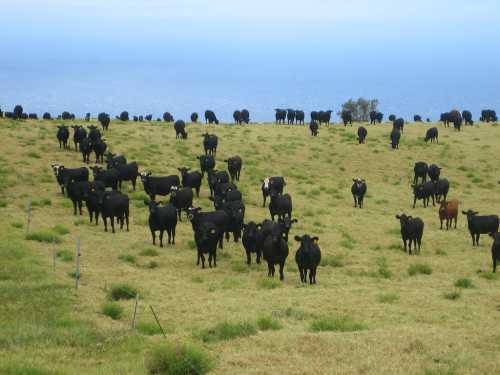 A large herd of black cows grazing on a green hillside with a view of the ocean in the background.