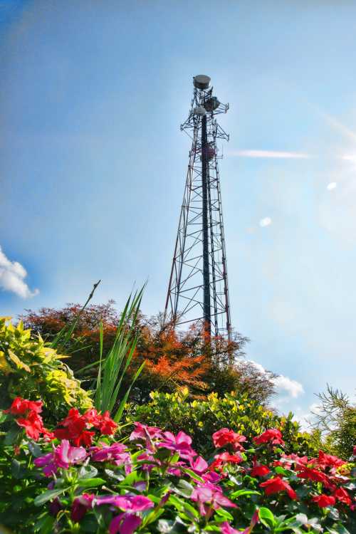 A tall communication tower rises above vibrant flowers and greenery under a clear blue sky.