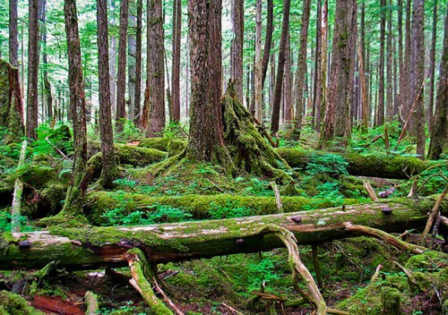 Lush green forest with tall trees, moss-covered ground, and fallen logs creating a serene, natural landscape.