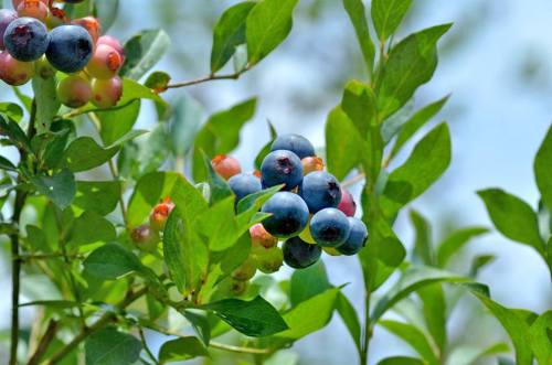 A cluster of ripe blueberries surrounded by green leaves against a clear sky.