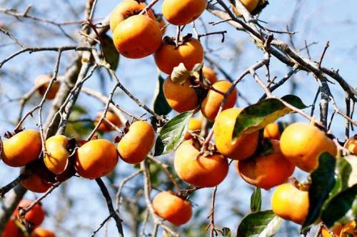 A close-up of a tree branch laden with ripe orange persimmons against a clear blue sky.