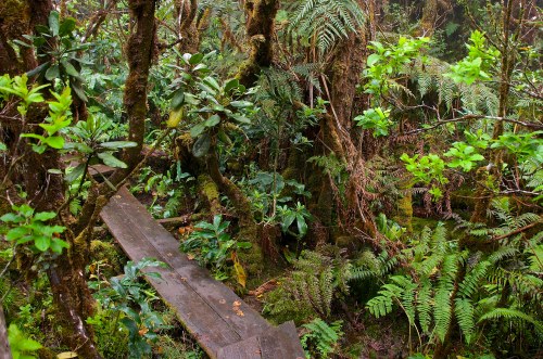 A wooden path winds through a dense, lush forest filled with ferns and greenery.