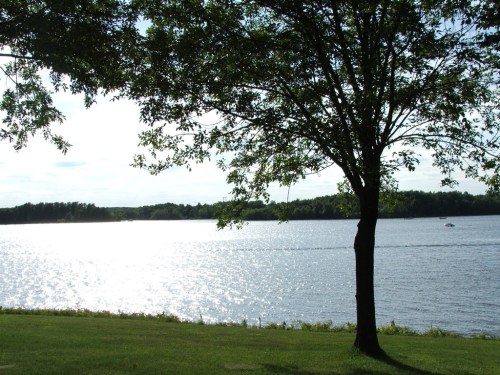 A serene lake view with sunlight reflecting on the water, framed by a tree on the shore.