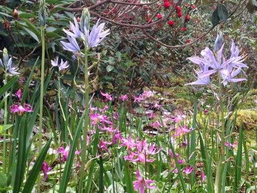 A vibrant garden scene featuring purple and pink flowers among lush green foliage.