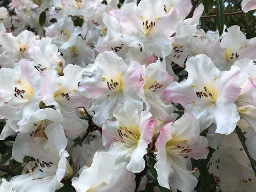 A close-up of white flowers with soft pink edges, showcasing delicate petals and yellow-tipped stamens.