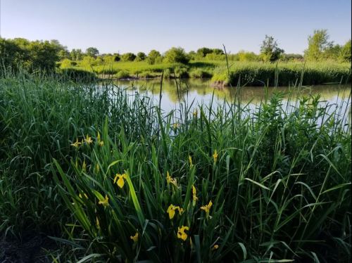 A serene landscape featuring a calm river surrounded by lush greenery and yellow flowers in the foreground.