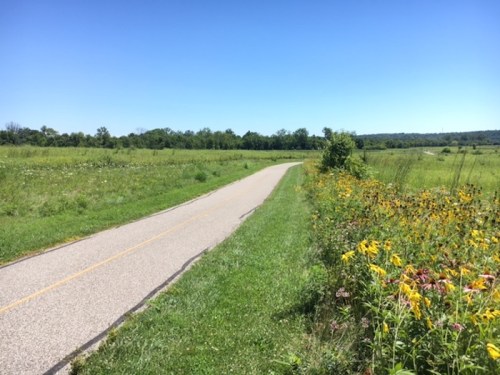 A paved path winds through a sunny field, bordered by wildflowers and greenery under a clear blue sky.