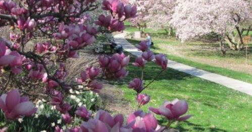 A park scene with blooming pink magnolia flowers and a pathway lined with trees in full bloom.
