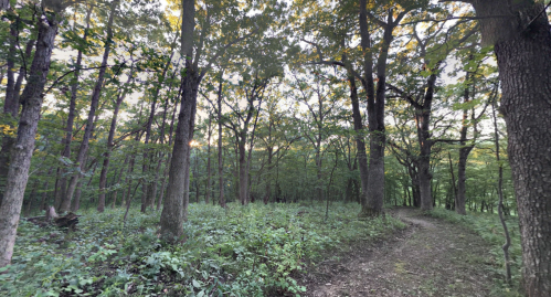 A serene forest scene with tall trees, lush greenery, and a winding dirt path under a soft, golden light.