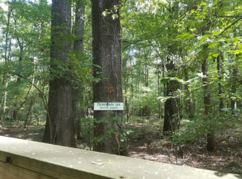 A sign identifying a Chinquapin Oak tree in a lush, green forest setting.