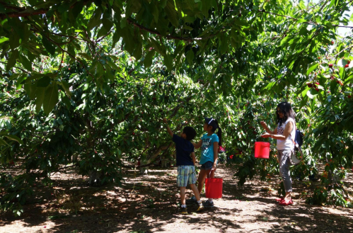 Two children and an adult pick cherries in a lush orchard, surrounded by green trees and bright red fruit.