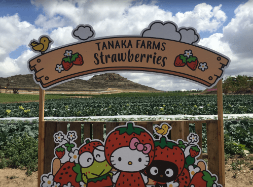 Sign for Tanaka Farms Strawberries featuring cartoon characters and a scenic field of strawberries under a cloudy sky.