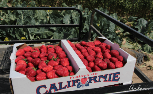 A box of fresh strawberries labeled "Fraises de Californie" on a cart, surrounded by green plants.
